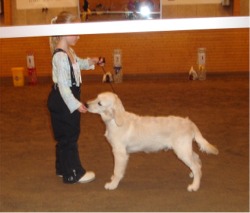 Maja & Max efter barn med hund