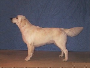 Cesar